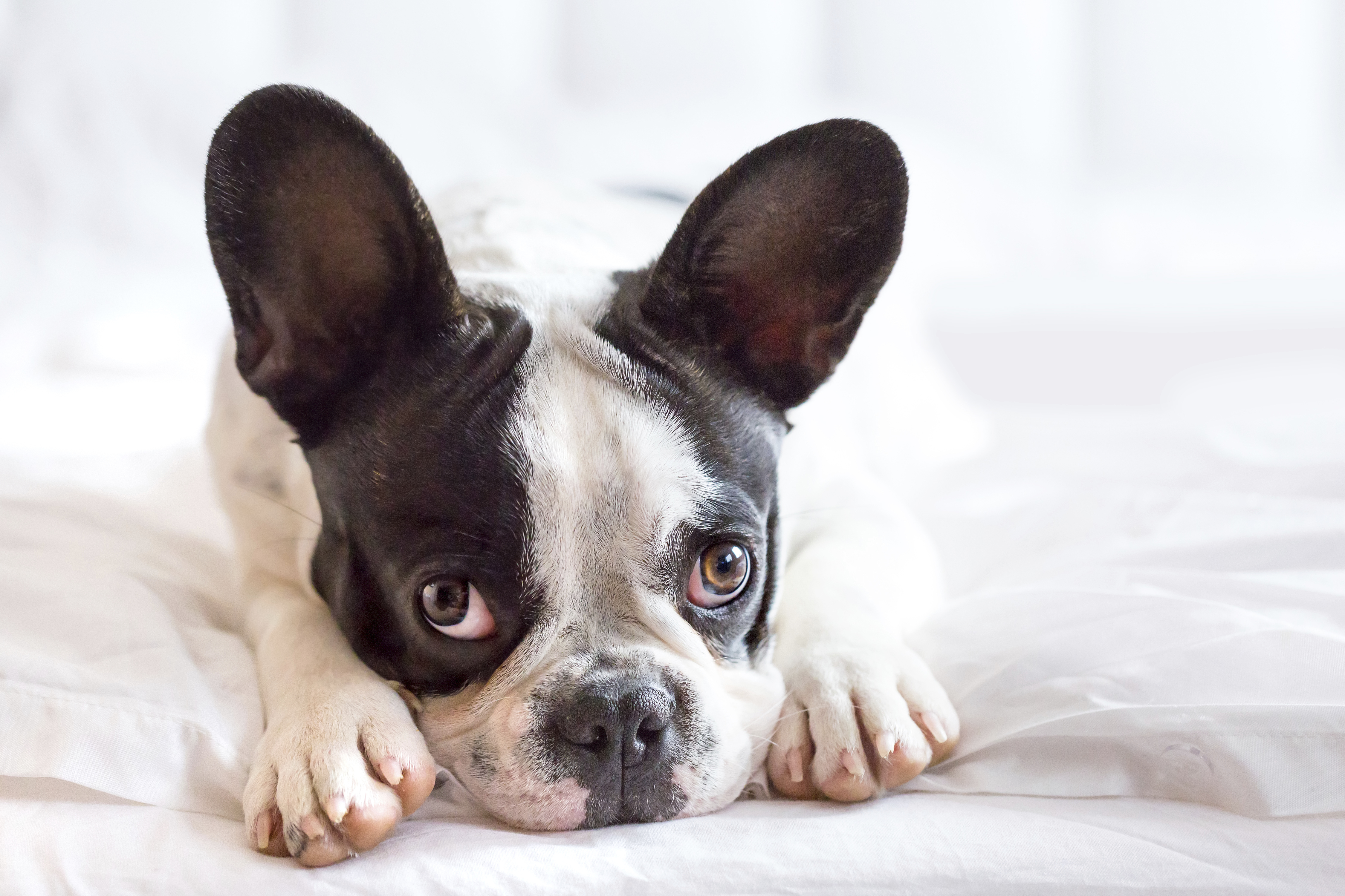 puppy diseases a guide to common diseases and ailments rover puppy diseases a guide to common diseases and ailments rover
