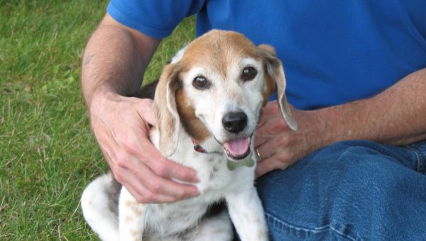 How Can I Check My Dog S Microchip How Can I Check My Dog S Microchip