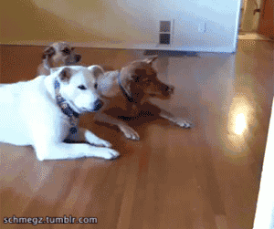http://giphy.com/gifs/dog-puppy-haters-AZmaf9BRi56Ao