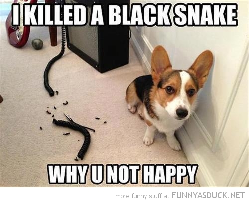 11 Best Dog Hacks Of The Year So Far People By Rover 11 Best Dog Hacks Of The Year So Far