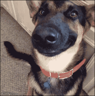 http://giphy.com/gifs/dog-lol-smiles-10SPpae7SQxpe