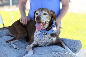 Massage therapy can help sooth senior dogs' joints (source)