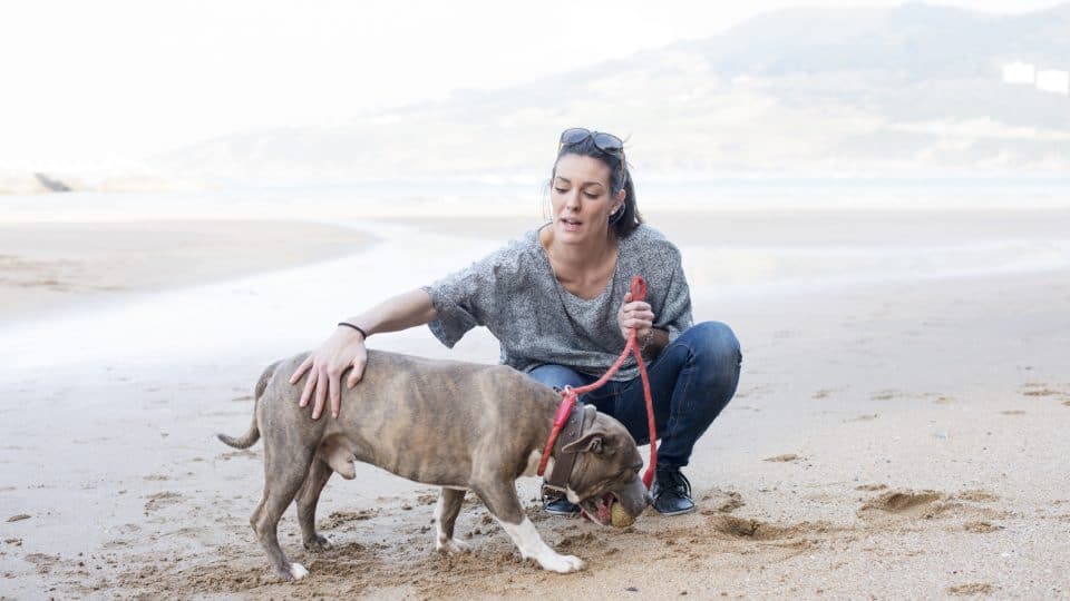 dog beaches