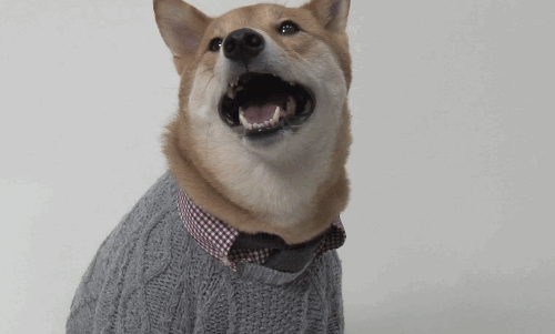 http://giphy.com/gifs/mensweardog-dog-fashion-dress-up-2ix6oI0fzvXfq