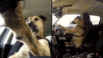 porter the driving dog