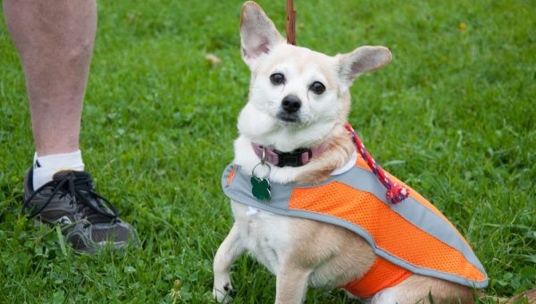 can dogs adhd how dogs can help with add adhd rover can dogs adhd how dogs can help with add adhd rover