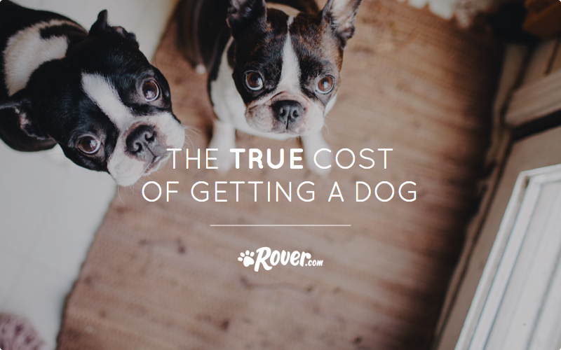 The True Cost of Getting a Dog Let's Break It Down For You