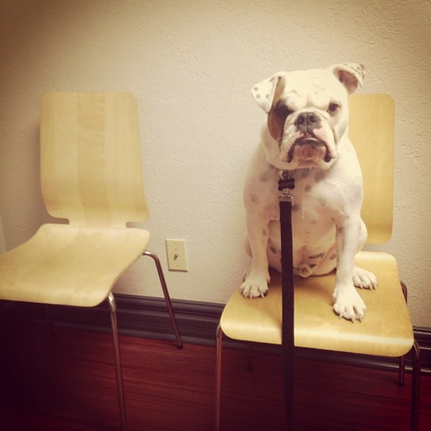 vet-waiting-room-bulldog