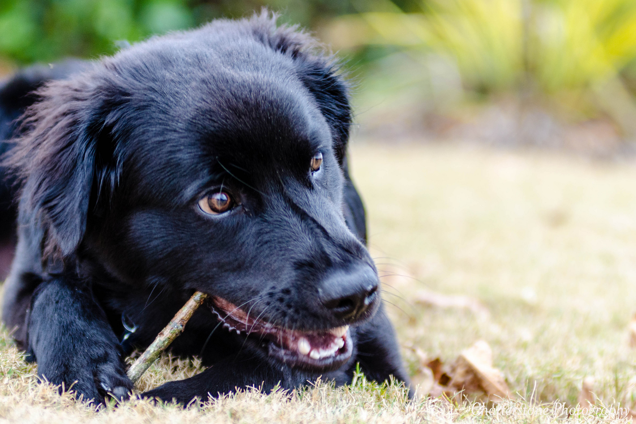 most durable dog bones