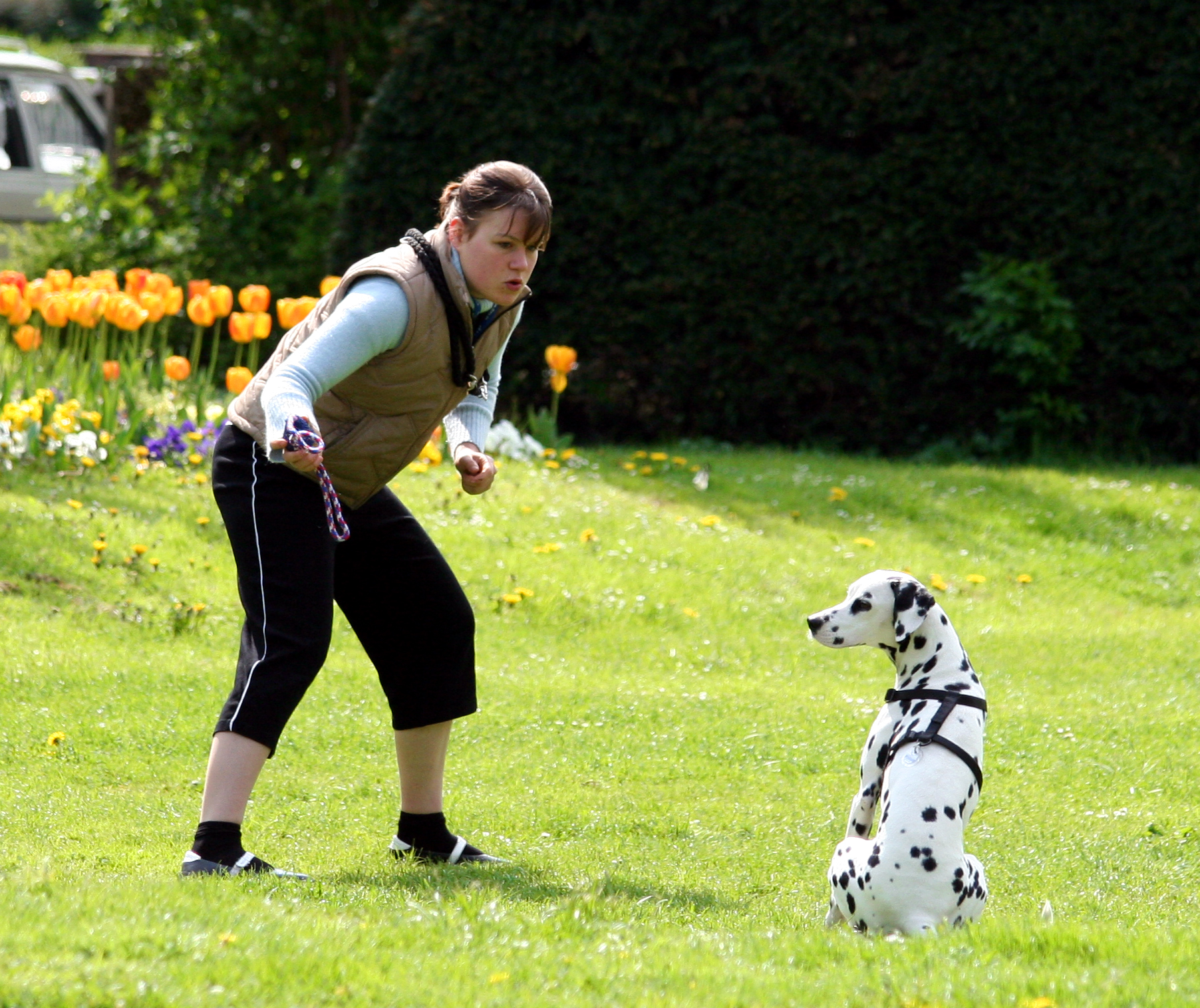 How to Teach Your Dog Hand Signals