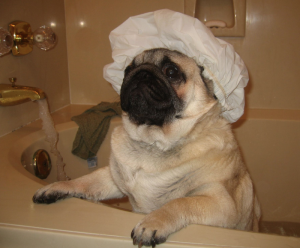 Don't be afraid to wash your dog often! Dogs need a bath at least once a month. Image via Flickr.