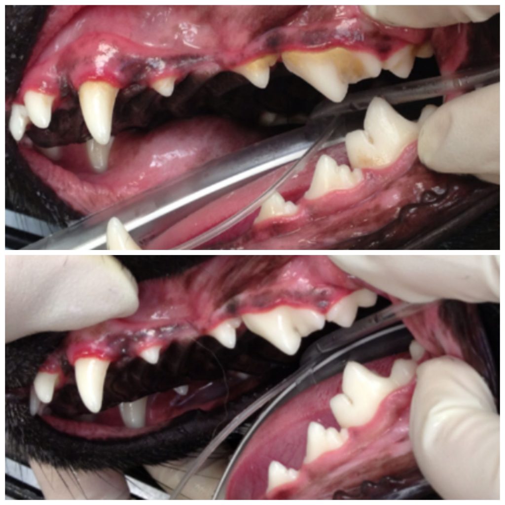 Can you tell this dog has stage 1 dental disease? The red line between the gum and the base of the tooth represents gingivitis. Regular cleaning and a professional teeth cleaning under anesthesia will reverse the problem. 