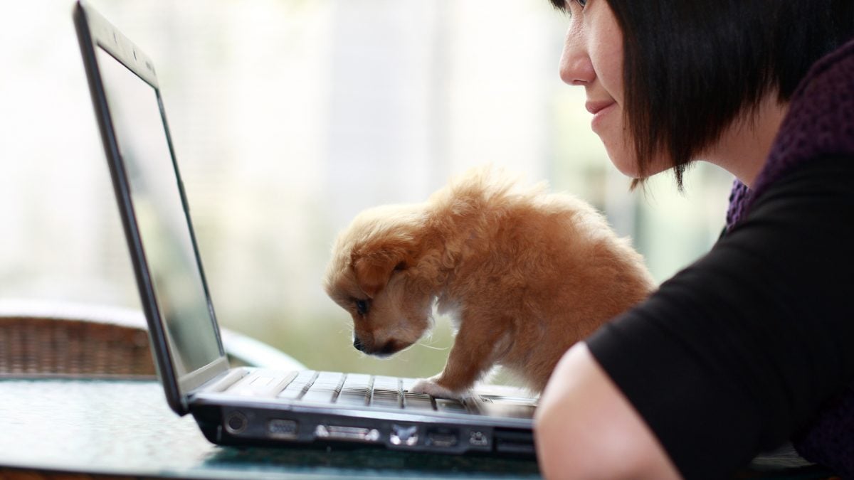 3 Ways to Keep Your Rover Profile Safe and Secure The Dog People by