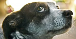 A dog showing whale eye