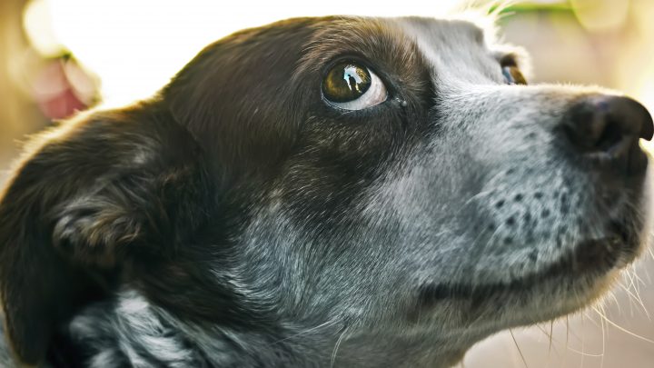 rescue dog