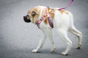 Pig the Unusual Dog