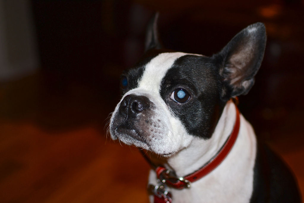 cataracts in pugs 8 inspiring dogs living with birth defects rover cataracts in pugs 8 inspiring dogs living with birth defects rover