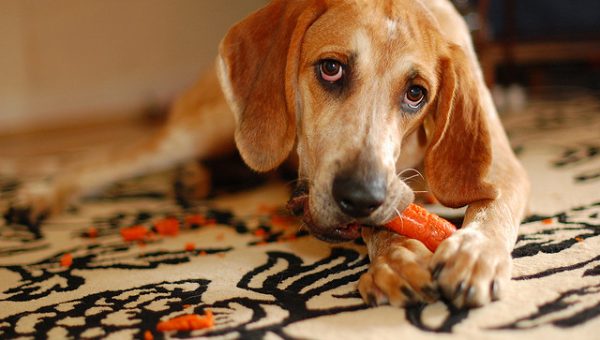 vegan diet for dogs healthy food recipes for dogs rover vegan diet for dogs healthy food recipes for dogs rover