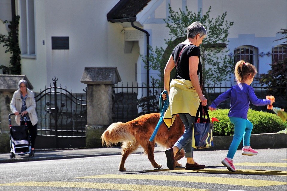 A retiree walks a Rover dog with her granddaughter.