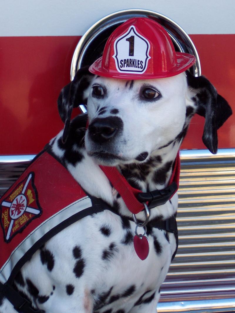 A History of Fire Dogs and the Lives They've Saved The