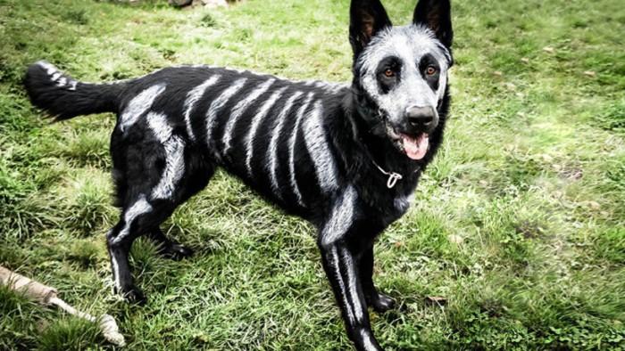 best dogs the 8 best pet costume ideas best dogs the 8 best pet costume ideas