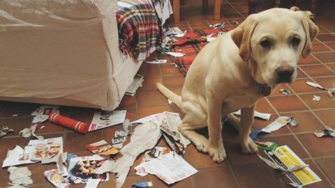 https://www.cesarsway.com/dog-behavior/destructive-chewing/5-steps-to-correct-inappropriate-dog-chewing