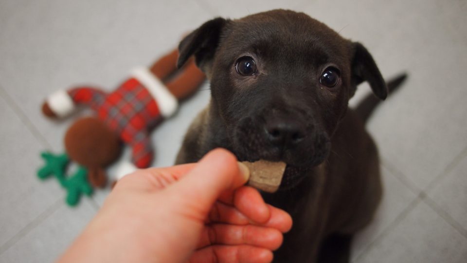 Can Puppies Eat Regular Dog Treats Can Puppies Eat Regular Dog Treats
