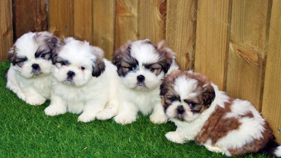breed spotlight shih tzu the dog people by rover com