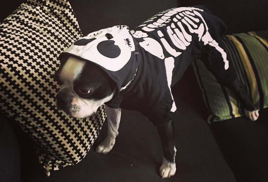 Details about   NWT NEW Dog Punk Rocker Orange/Black Halloween Costume XS Pet Animal Print 