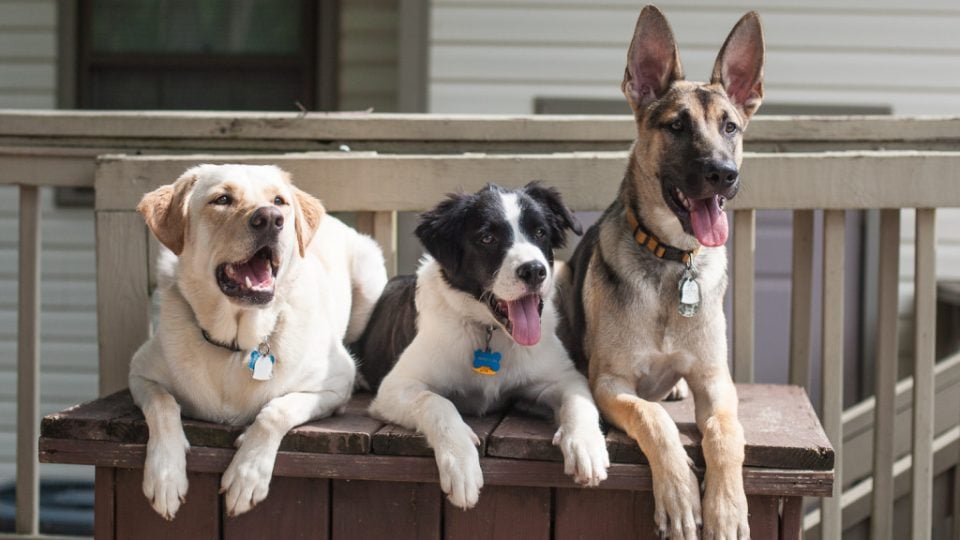 dog walker for rover