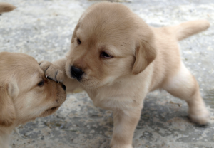 Labs are the most popular dog in America. Breed loyalists love their temperament and look. Image via Flickr.