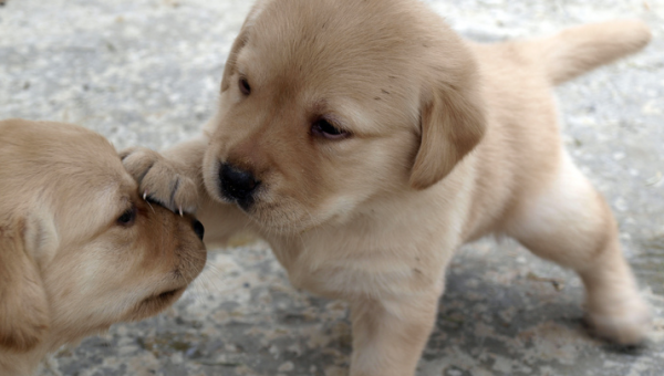 Dog Names That Start With S The 172 Best Dog Names Of 2020