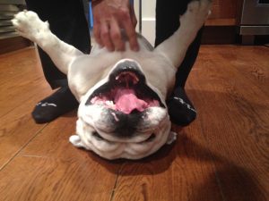 adopt-happy-bully