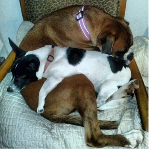 adopt-spooning-pair