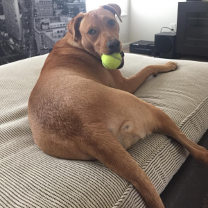 adopt-tennis-ball-butt