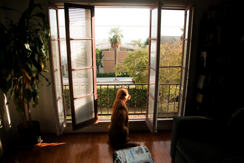 finding the perfect pet essay Supplemental essay: pet friendly colleges see more meet your college match with the guidebook that simplifies your search for the perfect school find out. finding the perfect pet essay Supplemental essay: pet friendly colleges see more meet your college match with the guidebook that simplifies your search for the perfect school find out.