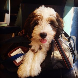 "Bernedoodles are great family dogs," breeder Tammie Rendon says. "The grooming requirement is high but the temperament and family characteristic outshine the grooming needs."