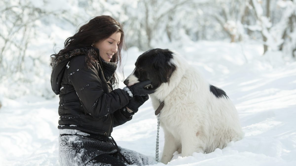 8 Cold Weather Hazards for Dogs (and How to Avoid Them) | The Dog ... - Dogs And Cold Air Health Risks