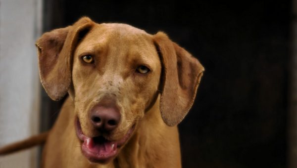 Neodrive Драйвер Вебкамера Собачка