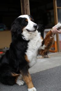 Let your dog speak for himself, showing how he can sit nicely to be pet and how friendly (and calm!) he is. Image via Flickr.