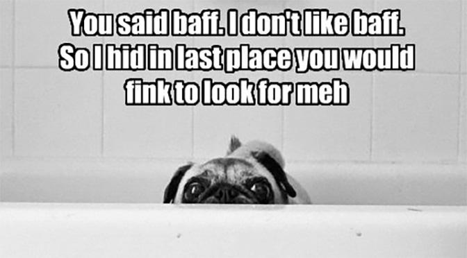 funny pug sad bath meme