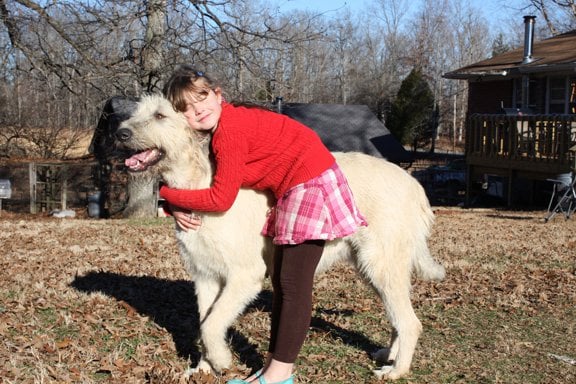 "Irish Wolfhounds are gentle giants," breeder Sarah Halbeck says. "They are fantastic with children and as therapy dogs."
