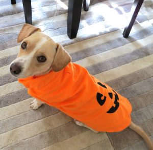 If you absolutely must dress up your dog, try a simple costume like the one pictured here. If your dog is uncomfortable, snap your picture and take off the costume. 