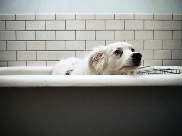 sad bathtub dog