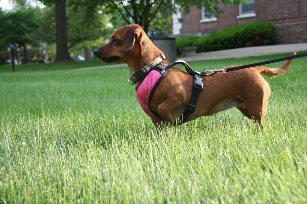 Dog Walking Safety The Dog People by