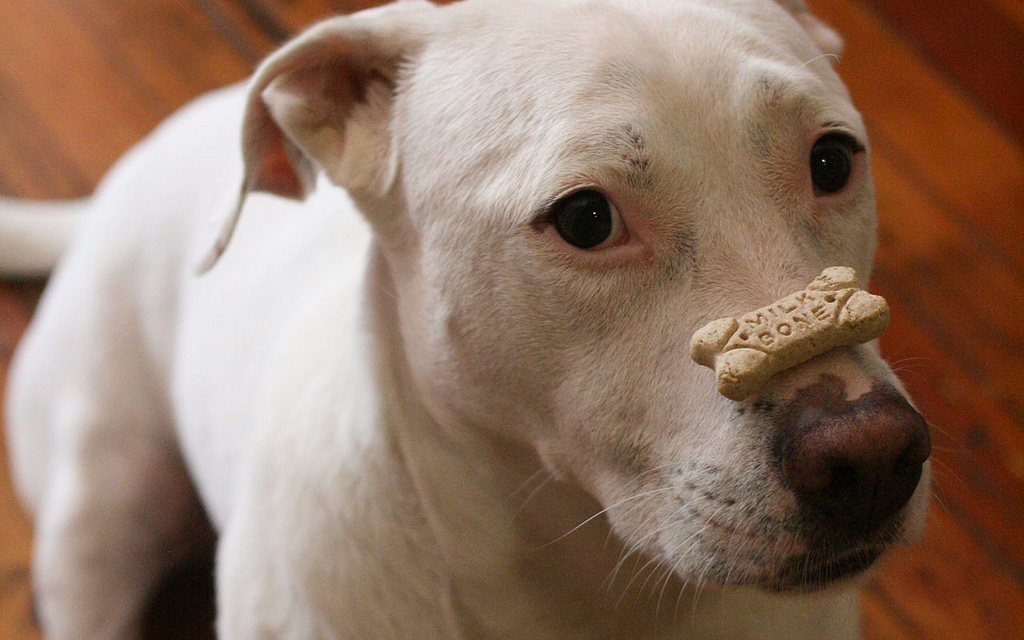 Easy Tricks To Teach Big Dogs Easy Tricks To Teach Big Dogs