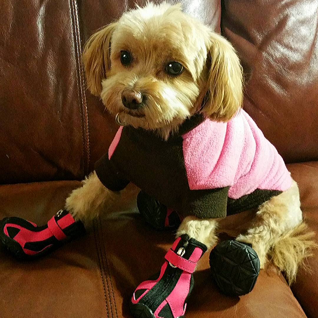 25 Dogs In Winter Booties Who Hate You The Dog People by