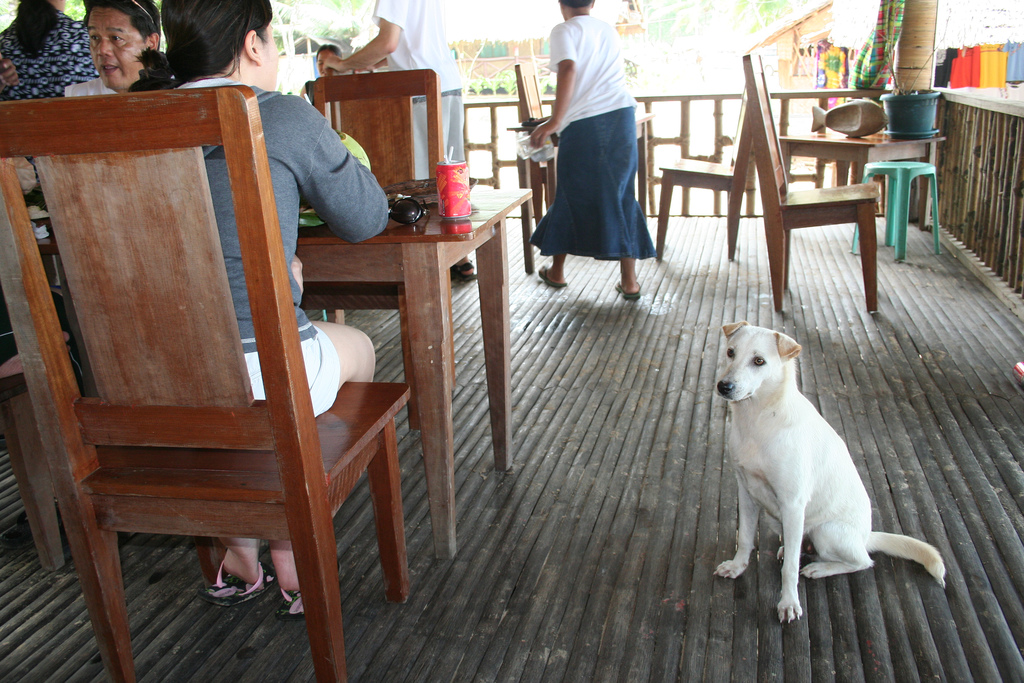 Stop Dog Begging at the Table with These Simple Steps