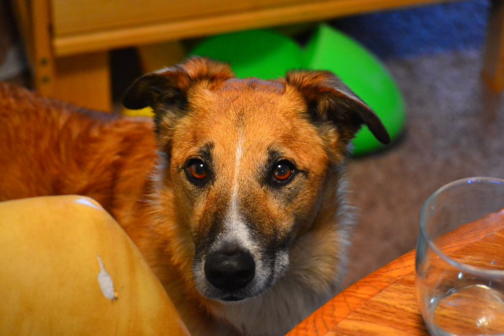 Stop Dog Begging at the Table with These Simple Steps