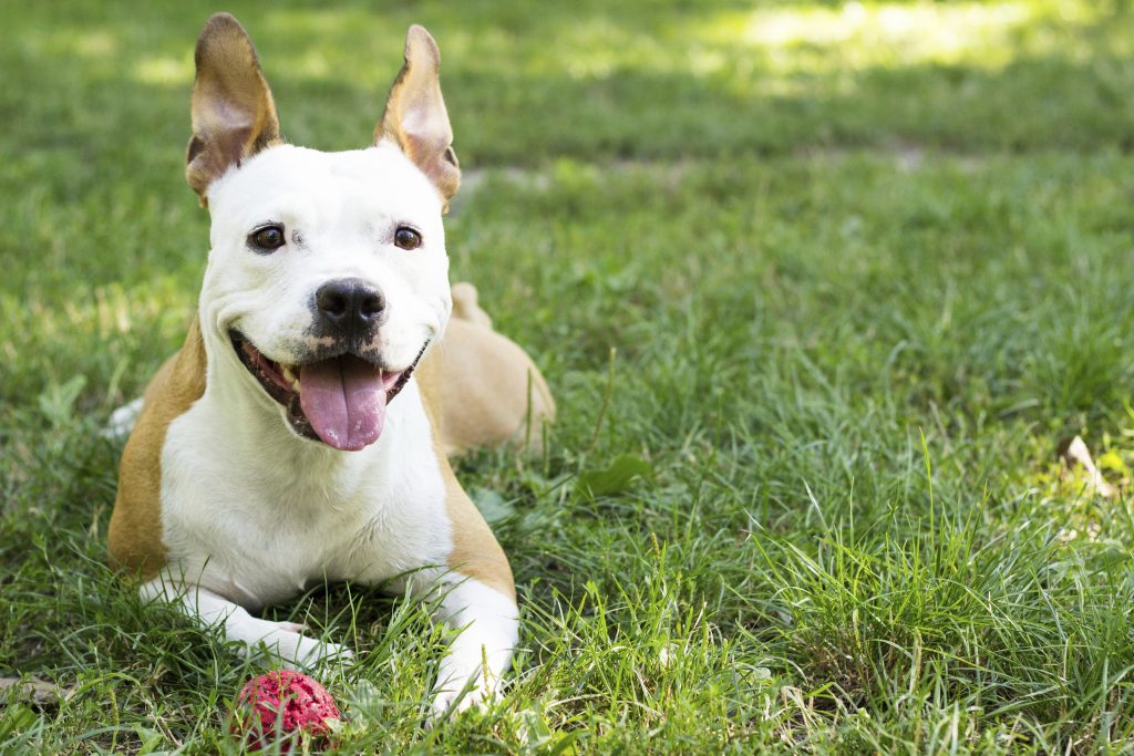 A smiling pitbull needs a cute girl dog name